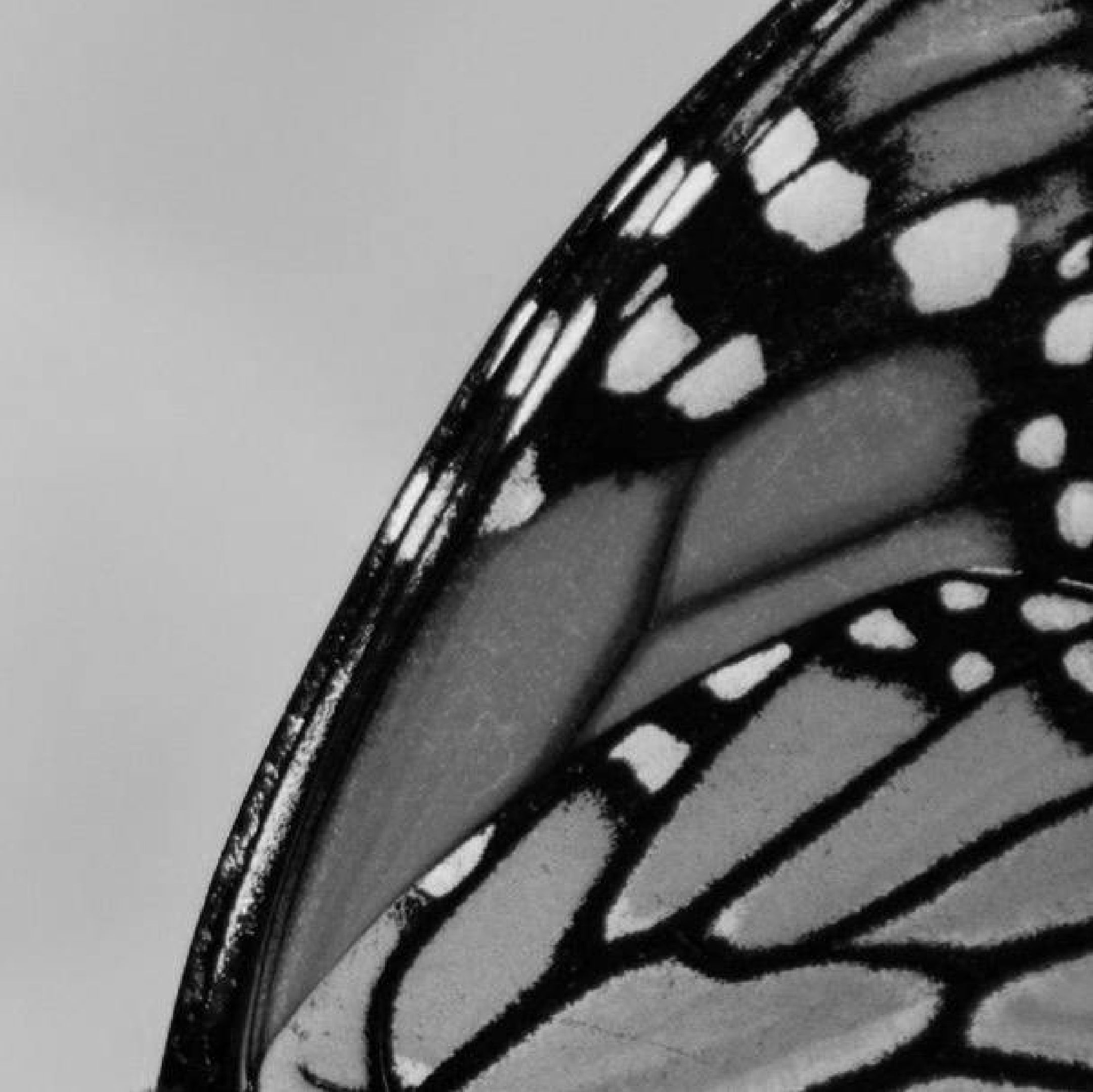 Monarch all natural botanical perfume oil