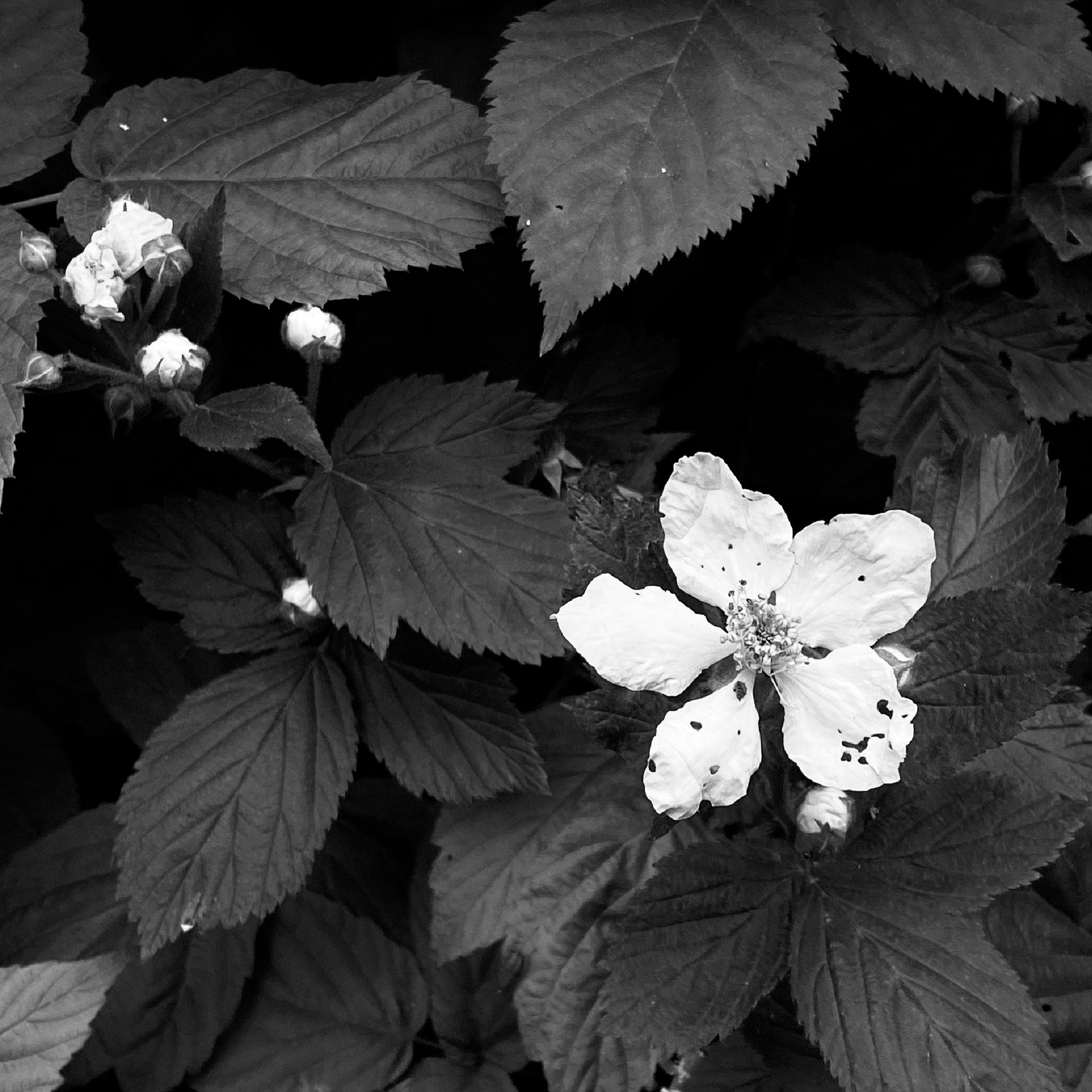 Moonflower all natural botanical perfume oil